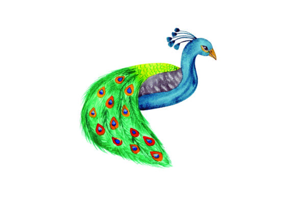 Peacock - Watercolor and Animals